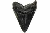 Fossil Megalodon Tooth - South Carolina #200814-1
